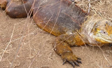 dragon-hill-leguan-galapagos.webp dragon-hill-leguan-galapagos.webp