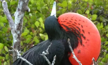 fregattvogel-Galapagos.webp fregattvogel-Galapagos.webp