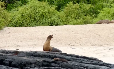 seeloewe-insel-floreana-galapagos.webp seeloewe-insel-floreana-galapagos.webp