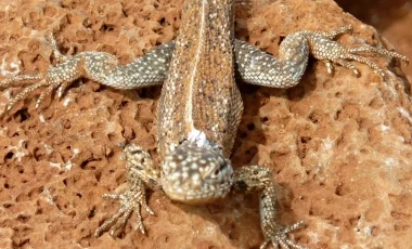 leguan-dragon-hill-galapagos.webp leguan-dragon-hill-galapagos.webp