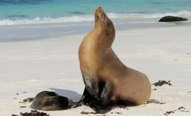 seeloewe-gardner-bay-galapagos seeloewe-gardner-bay-galapagos
