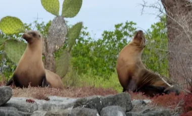 seelowen-insel-floreana-galapagos.webp seelowen-insel-floreana-galapagos.webp