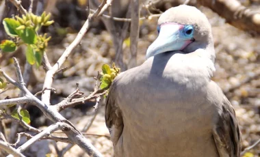 rotfustoelpel-galapagos.webp rotfustoelpel-galapagos.webp