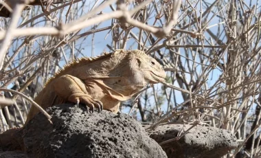 leguan-santa-fe-galapagos.webp leguan-santa-fe-galapagos.webp