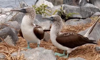 blaufusstoelpel-Galapagos.webp blaufusstoelpel-Galapagos.webp