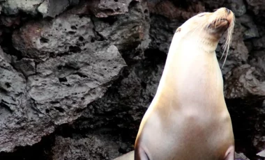 seeloewe-insel-genovesa-galapagos.webp seeloewe-insel-genovesa-galapagos.webp