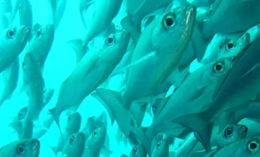 fischschwarm-galapagos.webp fischschwarm-galapagos.webp