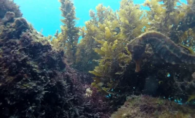 seepferdchen-tauchen-galapagos.webp seepferdchen-tauchen-galapagos.webp