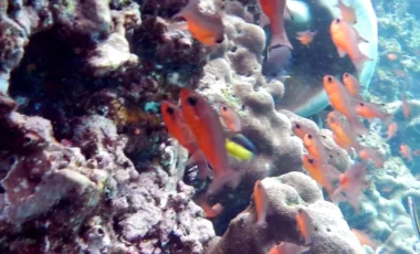bunte-unterwasserwelt-Galapagos.webp bunte-unterwasserwelt-Galapagos.webp