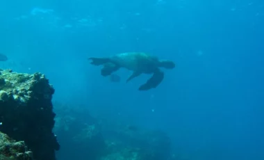 meeresschildkroete-unterwasser-galapagos.webp meeresschildkroete-unterwasser-galapagos.webp