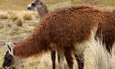 lamas-angamarca-trek-ecuador.webp lamas-angamarca-trek-ecuador.webp