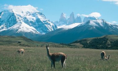 guanaco-torres-del-paine.jpg