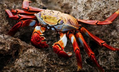 rote-klippenkrabben rote Klippenkrabben auf einem Stein