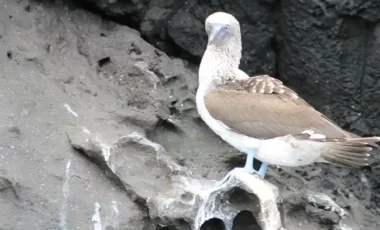 Blaufustolpel-Galapagos.webp Blaufustolpel-Galapagos.webp