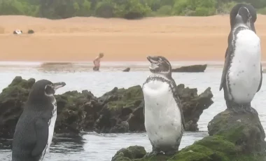 Galapagos-Insel-Bartolome-Pinguine.webp