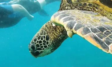 Schildkrote-Taucher-Galapagos.webp Schildkrote-Taucher-Galapagos.webp