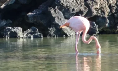 Bachas-Beach-Santa-Cruz-Flamingos.webp