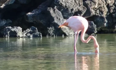 Bachas-Beach-Santa-Cruz-Flamingos.webp Bachas-Beach-Santa-Cruz-Flamingos.webp