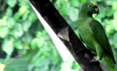 papagei-itamandi-ecuador