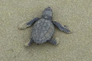 Babyschildkröte an der Küste, einer der Regionen von Ecuador