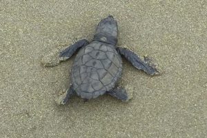 Babyschildkröte an der Küste, einer der Regionen von Ecuador