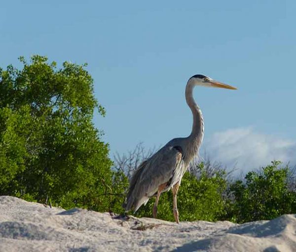 Bachas Beach Insel Santa Cruz Galapagos