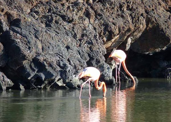 Flamingos am Bachas Beach auf der Galapagos Insel Santa Cruz