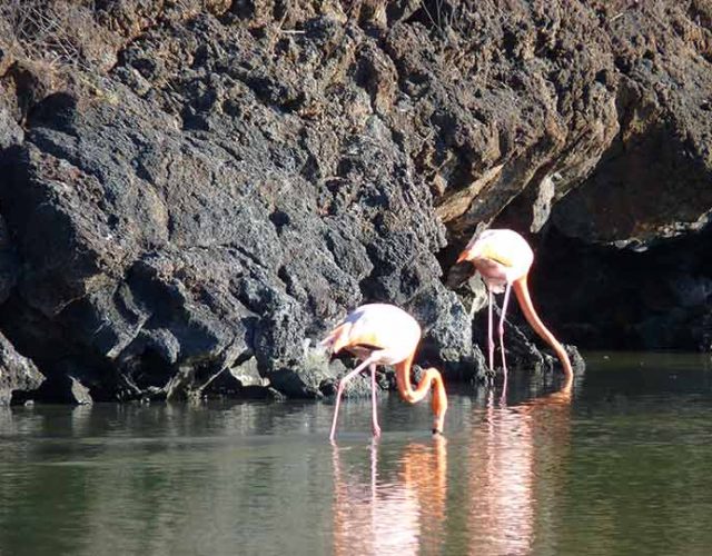 Flamingos am Bachas Beach auf der Galapagos Insel Santa Cruz