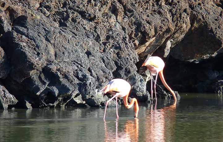 Flamingos am Bachas Beach auf der Galapagos Insel Santa Cruz