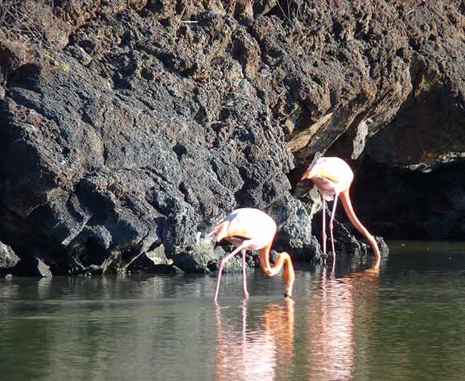 Bachas-Beach-Santa-Cruz-Flamingos Flamingos am Bachas Beach auf der Galapagos Insel Santa Cruz