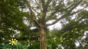 Baum-min Baum im Regenwald von Ecuador