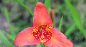 Blüte-Regenwald Blüte-Regenwald