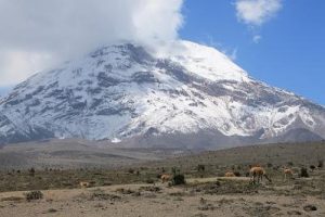 Vicuñas vor dem Chimborazo, dem höchsten Vulkan Ecuadors
