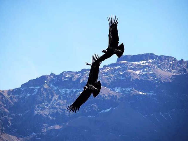 Kondore im Colca Canyon Peru