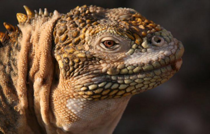 Leguan-Galapagos-Ecuador