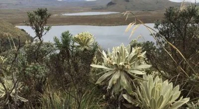 El-Angel-Frailejones Lagunen im Nationalpark El Angel