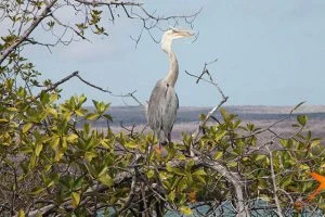 Reiher in einem Baum bei Elizabeth Bay