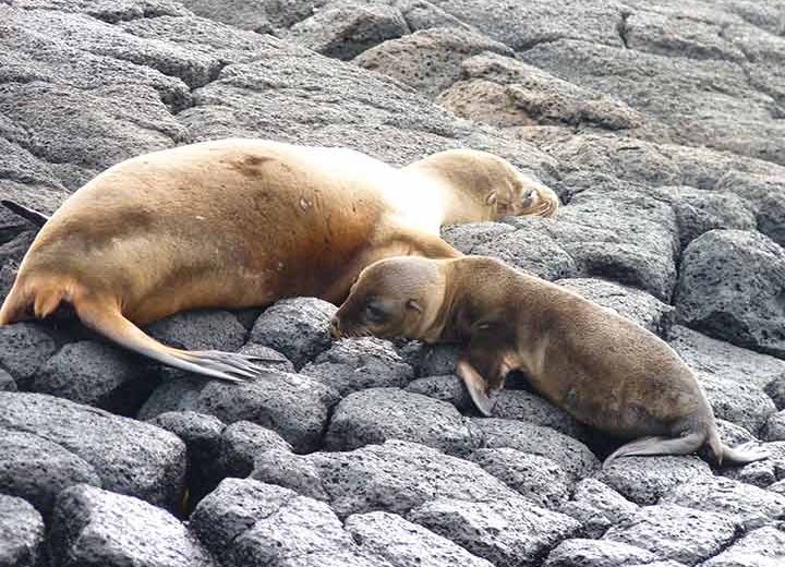 Seehund mit Baby auf Floreana, Galapagos