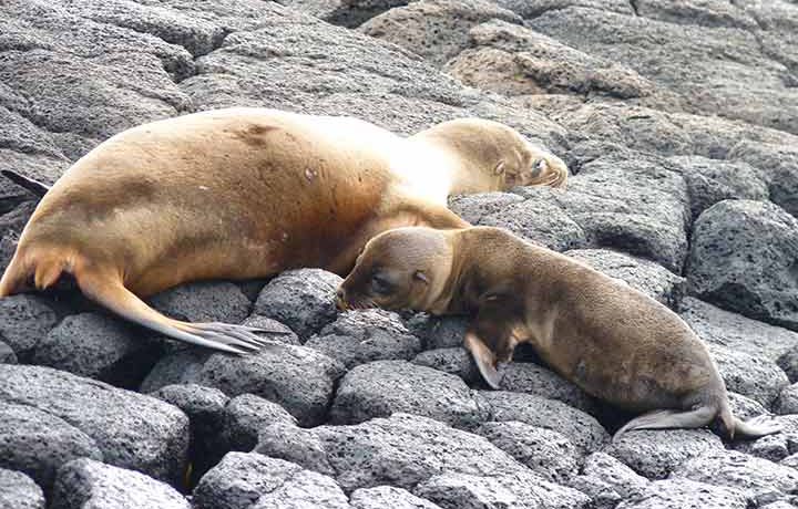 Seehund mit Baby auf Floreana, Galapagos