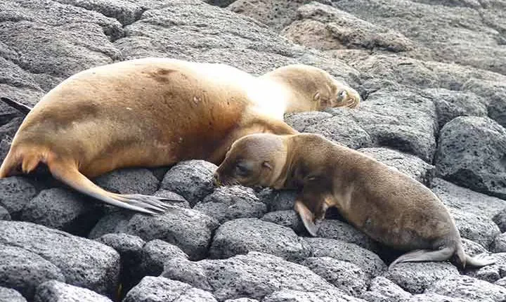 Seehund mit Baby auf Floreana, Galapagos