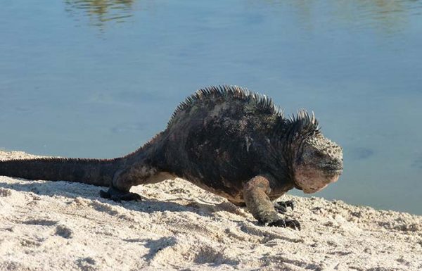 Echse auf Felsen der Galapagos Insel Floreana