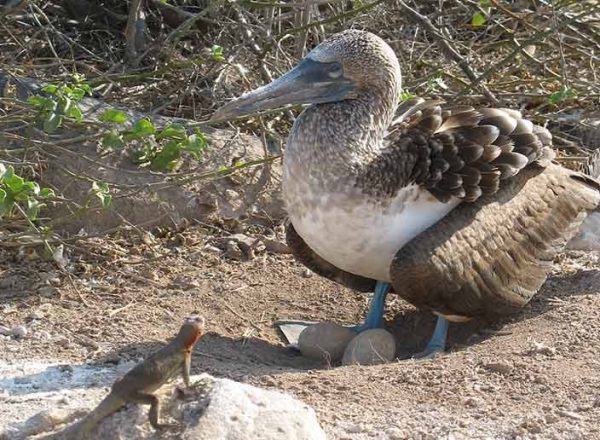 Blaufußtölpel und Echse am Suarez Point auf der Galapagos Insel Española