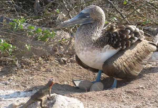 Galapagos-Espanola-Punto-Suarez-klein Blaufußtölpel und Echse am Suarez Point auf der Galapagos Insel Española