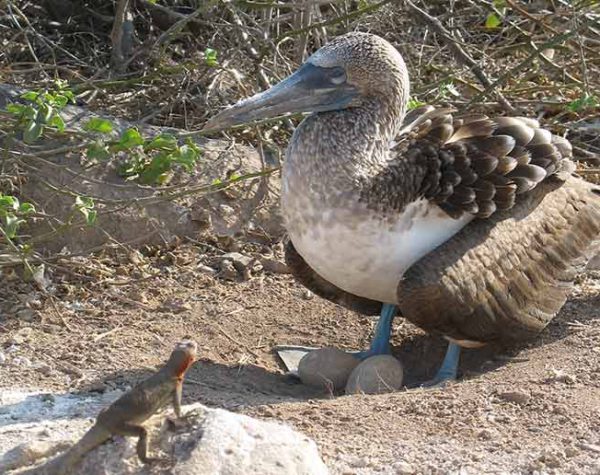 Blaufußtölpel und Echse am Suarez Point auf der Galapagos Insel Española