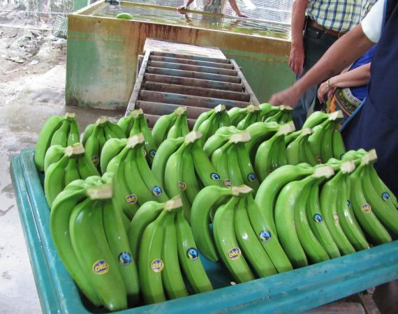 Bananen aus Ecuador