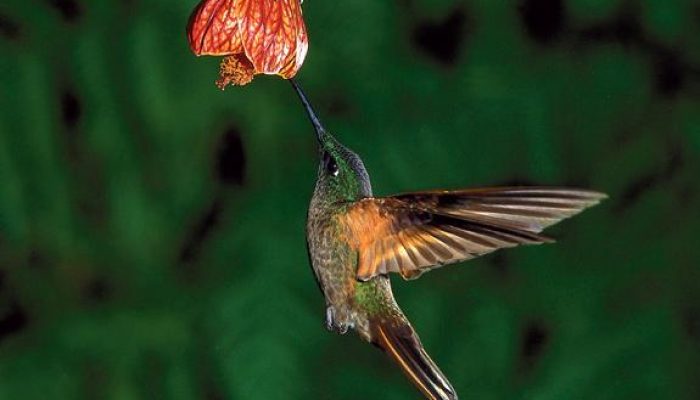 Kolibri-ecuador