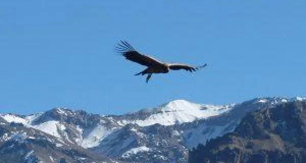 Colca Canyon Peru