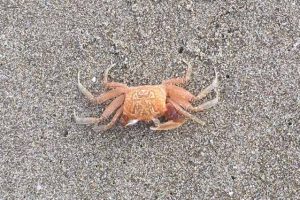 Krabbe im Sand am Strand von Las Tunas, Ecuador Küsenregion
