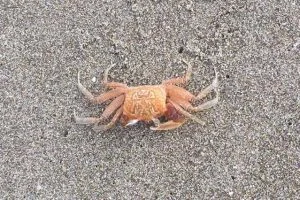 Krabbe im Sand am Strand von Las Tunas, Ecuador Küsenregion
