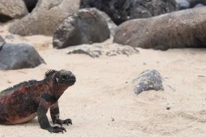 Leguan Galapagos